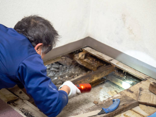 Best Fast Mold Removal  in Houston, AK