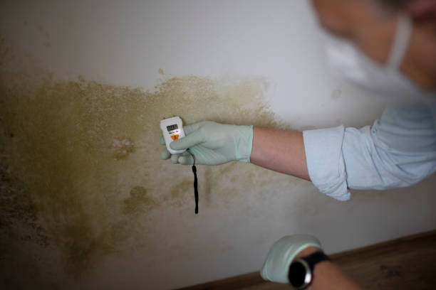 Best Mold Removal Near Me  in Houston, AK