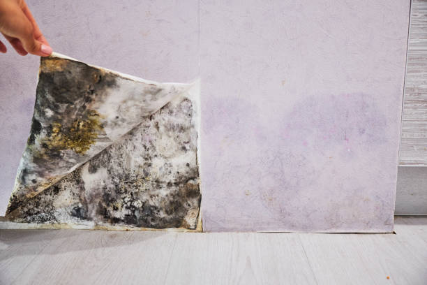 Best Mold Removal Specialists  in Houston, AK